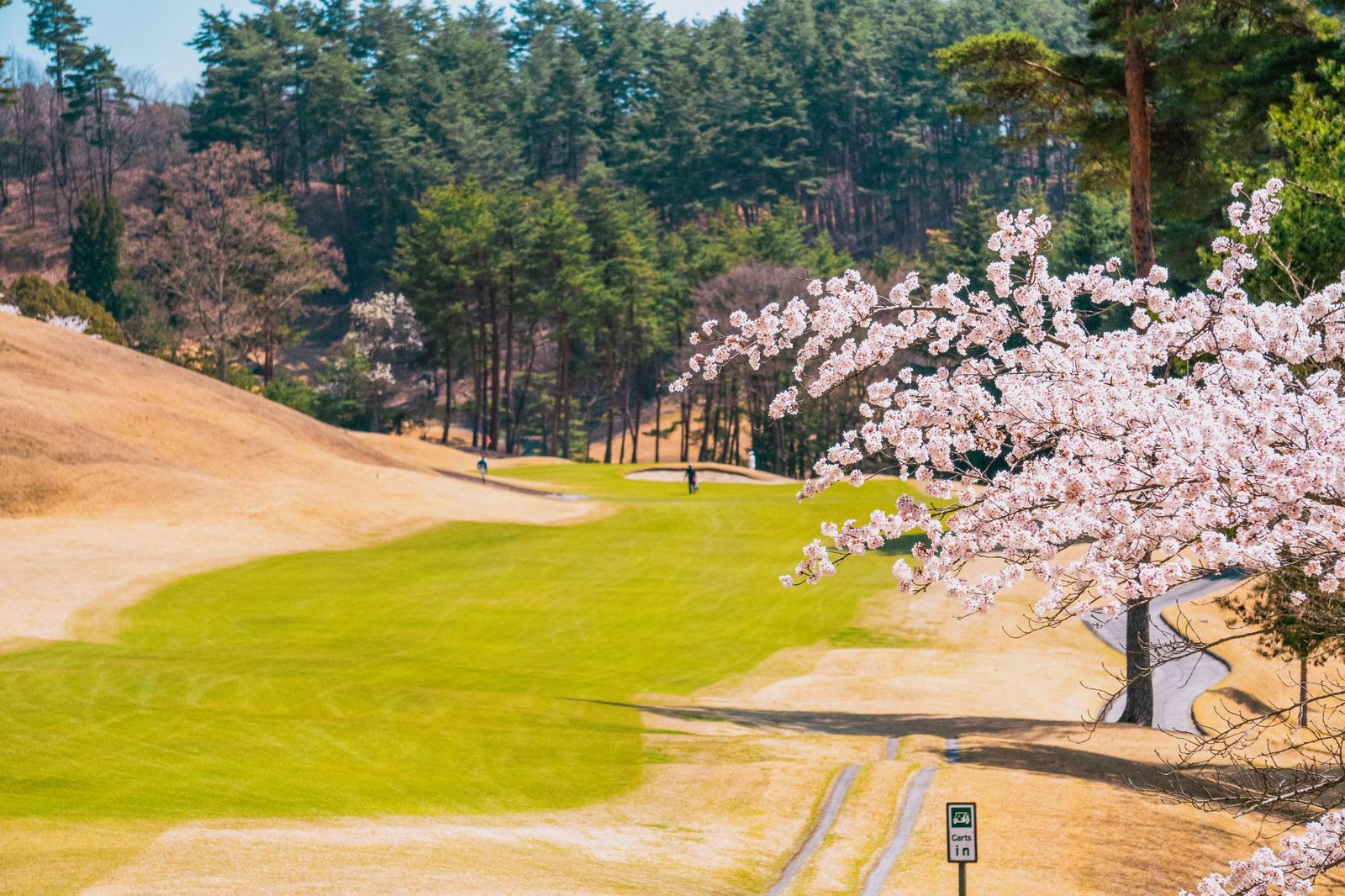 桜の咲くゴルフコース